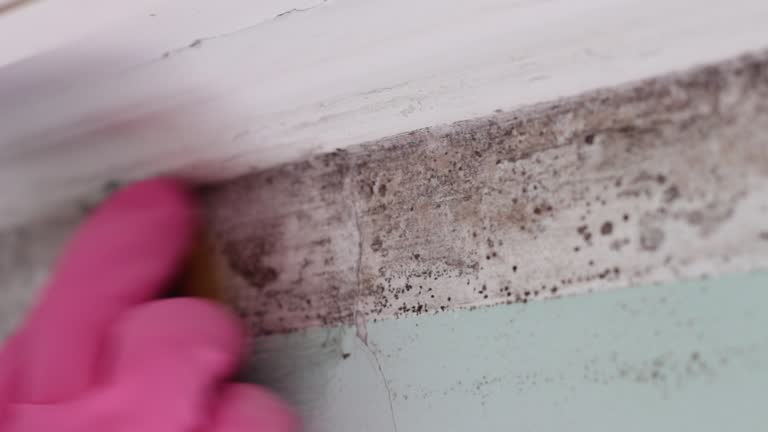 Best Emergency Mold Remediation  in Machesney Park, IL